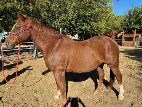 HorseID: 2305013 Hoss - PhotoID: 1088274
