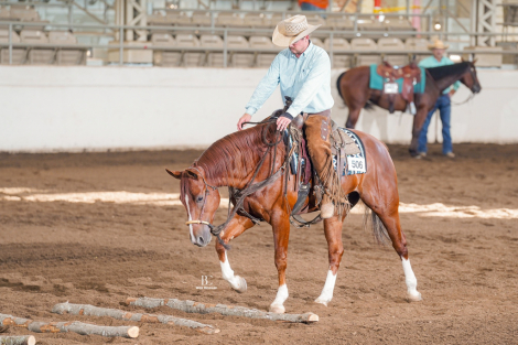 HorseID: 2305018 Electric Pepto - PhotoID: 1088194