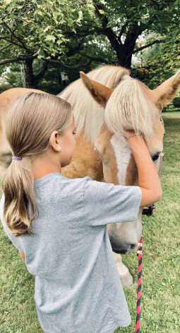 HorseID: 2305021 BRAVEHEART HTE - PhotoID: 1088201