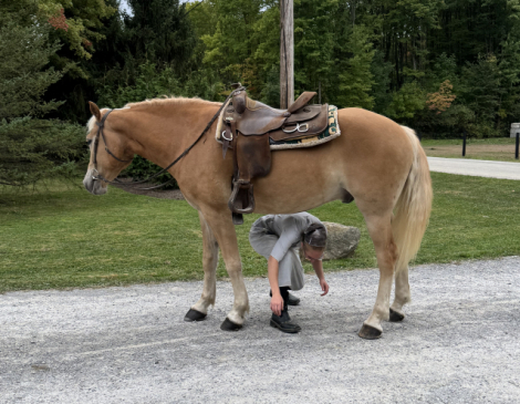 HorseID: 2305021 BRAVEHEART HTE - PhotoID: 1088202