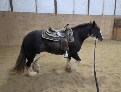 HorseID: 2305023 Feathered Gold Denali - PhotoID: 1088214