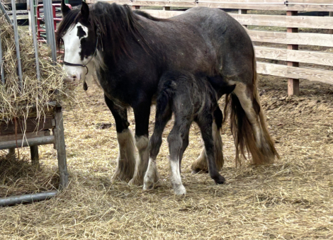 HorseID: 2305023 Feathered Gold Denali - PhotoID: 1088215