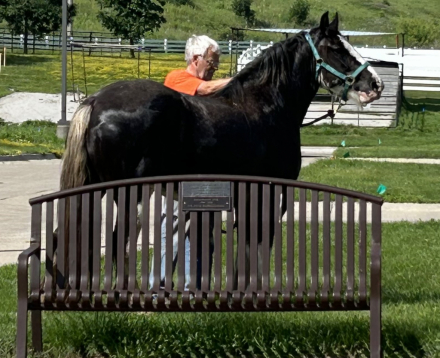 HorseID: 2305023 Feathered Gold Denali - PhotoID: 1088216