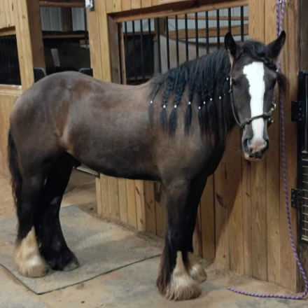 HorseID: 2305023 Feathered Gold Denali - PhotoID: 1088217