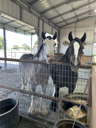 HorseID: 2305023 Feathered Gold Denali - PhotoID: 1088218