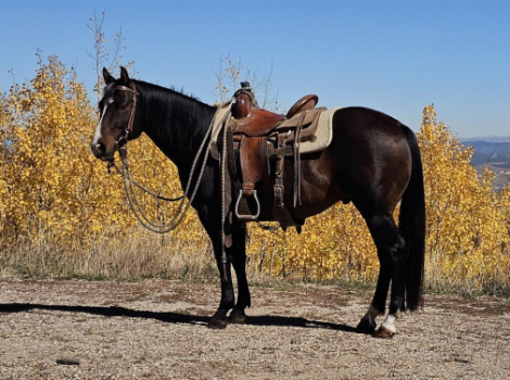 HorseID: 2305028 Baxter - PhotoID: 1088224