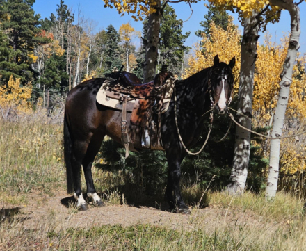 HorseID: 2305028 Baxter - PhotoID: 1088225