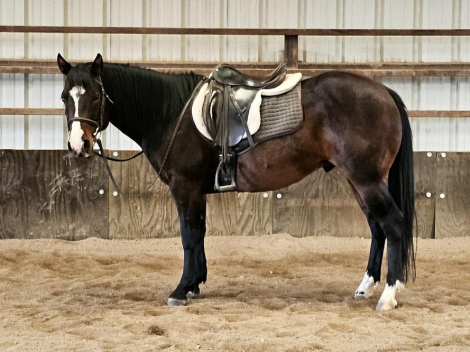 HorseID: 2305028 Baxter - PhotoID: 1088226