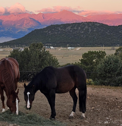 HorseID: 2305028 Baxter - PhotoID: 1088227