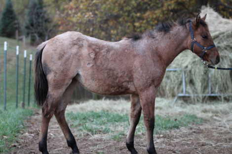 HorseID: 2305032 OC Blue Sugar - PhotoID: 1088229