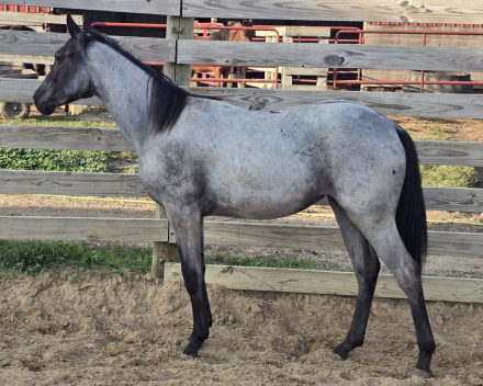 HorseID: 2305033 Renley O.F. - PhotoID: 1088230