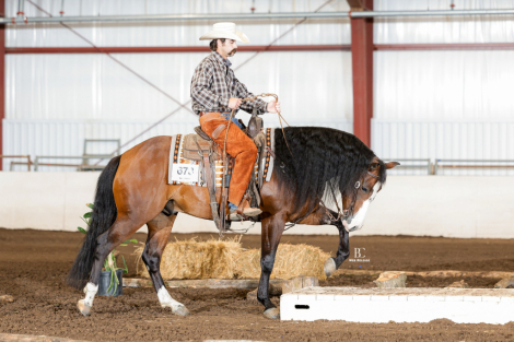 HorseID: 2305034 Capones Gotta Gun - PhotoID: 1088235