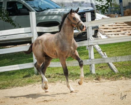 HorseID: 2305035 Lord Magnum - PhotoID: 1088231