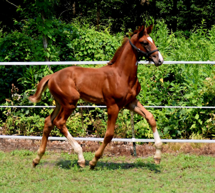 HorseID: 2305036 Vino - PhotoID: 1088237