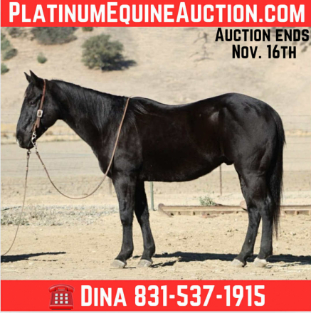 HorseID: 2305037 Coaltrain LHR - PhotoID: 1088311