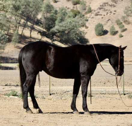 HorseID: 2305037 Coaltrain LHR - PhotoID: 1088312