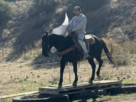 HorseID: 2305037 Coaltrain LHR - PhotoID: 1088313