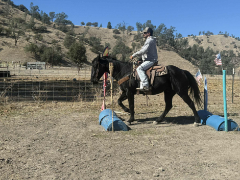 HorseID: 2305037 Coaltrain LHR - PhotoID: 1088314