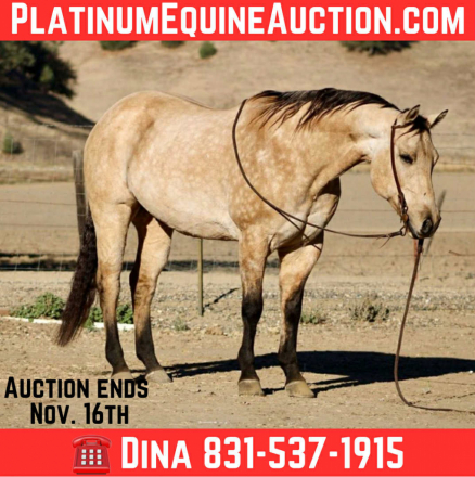 HorseID: 2305038 Amaretto LHR - PhotoID: 1088307