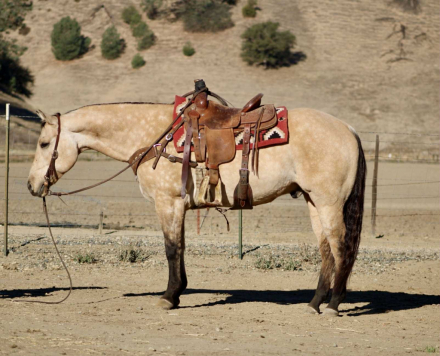 HorseID: 2305038 Amaretto LHR - PhotoID: 1088308