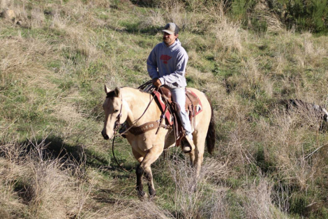 HorseID: 2305038 Amaretto LHR - PhotoID: 1088309