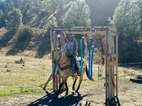 HorseID: 2305038 Amaretto LHR - PhotoID: 1088310