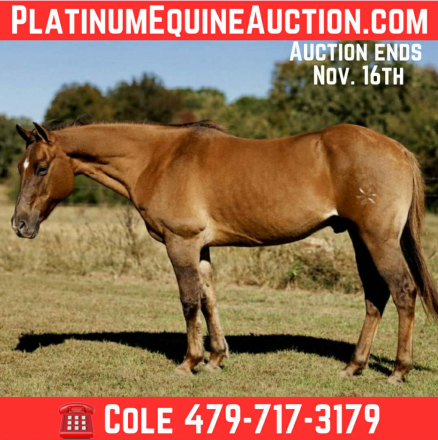 HorseID: 2305039 KBC JAZ Poco Edward - PhotoID: 1088315