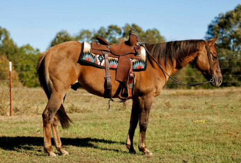 HorseID: 2305039 KBC JAZ Poco Edward - PhotoID: 1088316