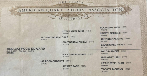 HorseID: 2305039 KBC JAZ Poco Edward - PhotoID: 1088318