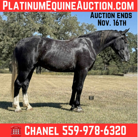 HorseID: 2305040 Slate HHC - PhotoID: 1088319