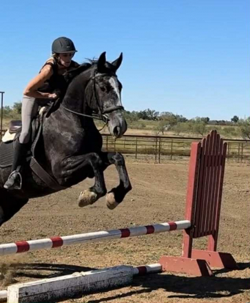 HorseID: 2305040 Slate HHC - PhotoID: 1088320