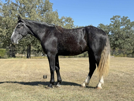 HorseID: 2305040 Slate HHC - PhotoID: 1088321