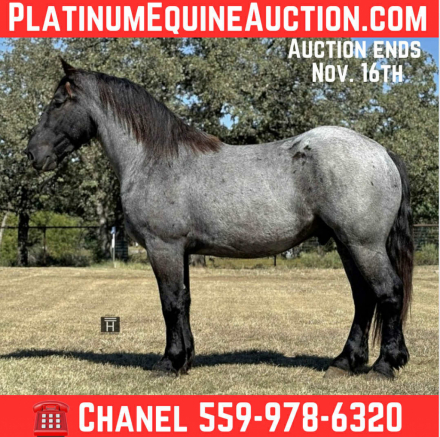 HorseID: 2305041 Vance HHC - PhotoID: 1088323