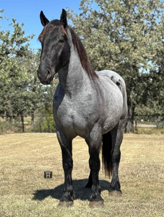 HorseID: 2305041 Vance HHC - PhotoID: 1088324