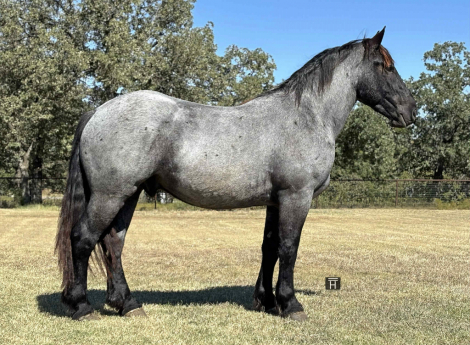 HorseID: 2305041 Vance HHC - PhotoID: 1088325