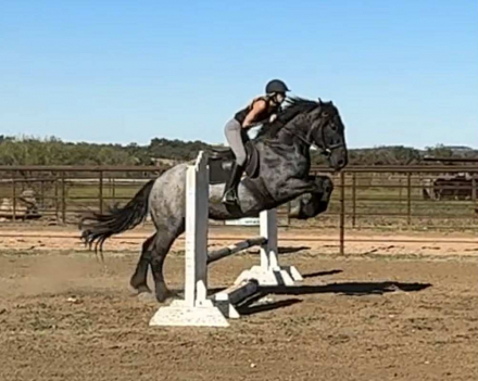 HorseID: 2305041 Vance HHC - PhotoID: 1088326