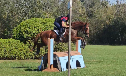 HorseID: 2305044 Arbitrary - PhotoID: 1088899