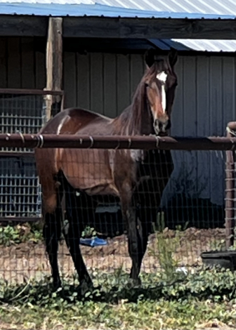 HorseID: 2305045 Riata - PhotoID: 1088238