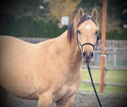 HorseID: 2305046 LC Kid's Dun N Chrome - PhotoID: 1088267