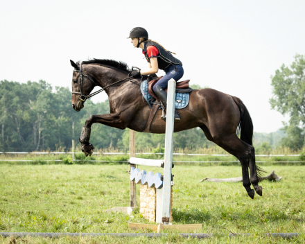 HorseID: 2305047 Frida - PhotoID: 1088239