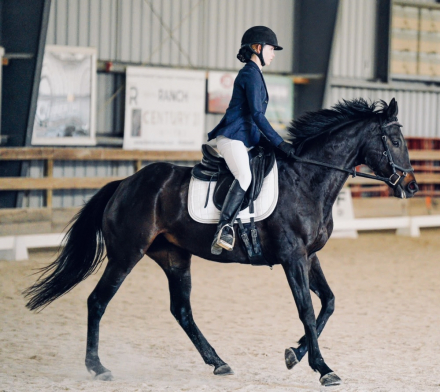 HorseID: 2305047 Frida - PhotoID: 1088240