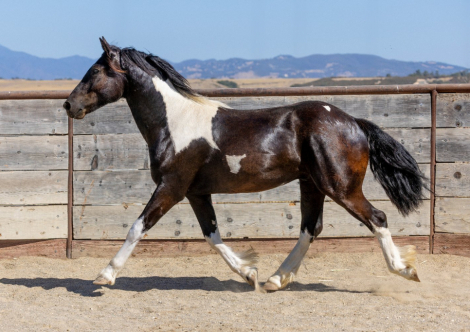 HorseID: 2305049 Sir Dinadan - PhotoID: 1088254