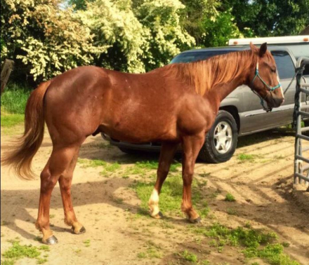 HorseID: 2305050 PYRO SIX MOONS WRANGLER - PhotoID: 1088260