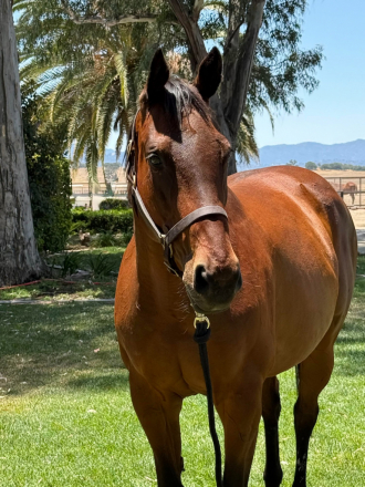 HorseID: 2305051 Wife Approved - PhotoID: 1088261