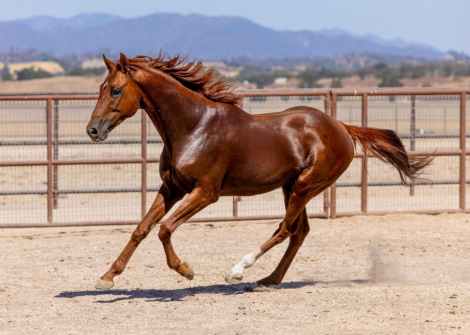 HorseID: 2305052 Infinite Experience - PhotoID: 1088262