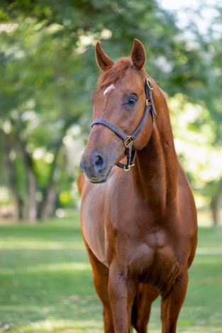 HorseID: 2305052 Infinite Experience - PhotoID: 1088263