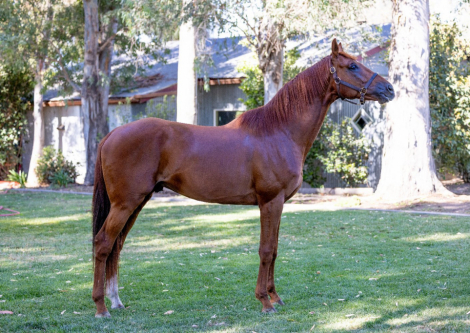 HorseID: 2305052 Infinite Experience - PhotoID: 1088264