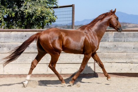 HorseID: 2305052 Infinite Experience - PhotoID: 1088265