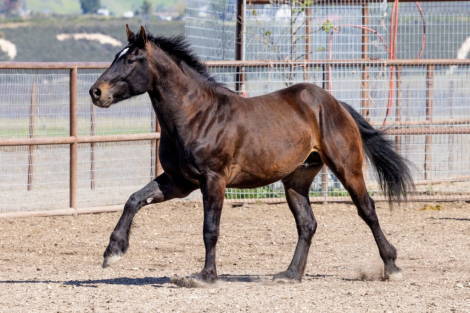 HorseID: 2305053 Pax Aeternum - PhotoID: 1088266