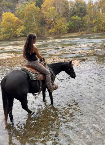 HorseID: 2305058 Lily - PhotoID: 1088275